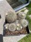 Preview: Mammillaria bocasana